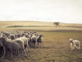 Keep The Flock